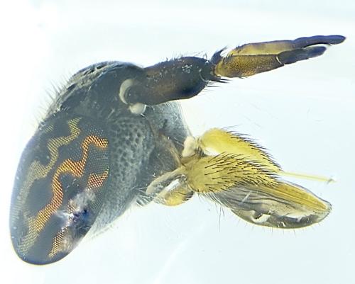 Haematopota bigoti